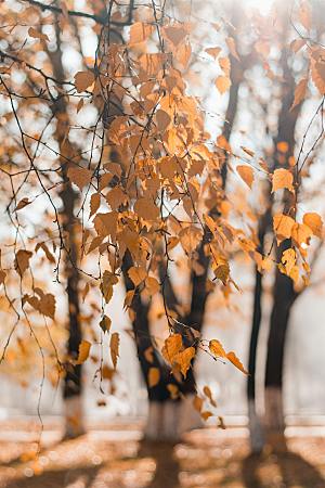 秋天风景枫叶落叶树林摄影