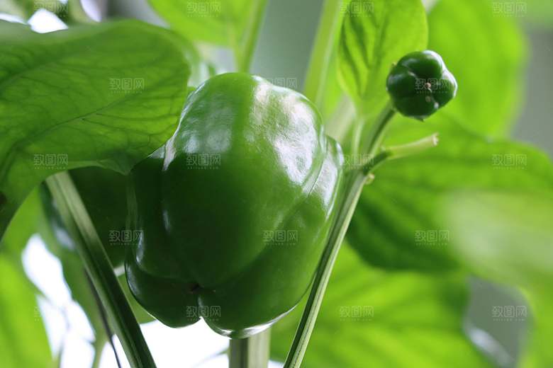 大辣椒彩椒摄影素材