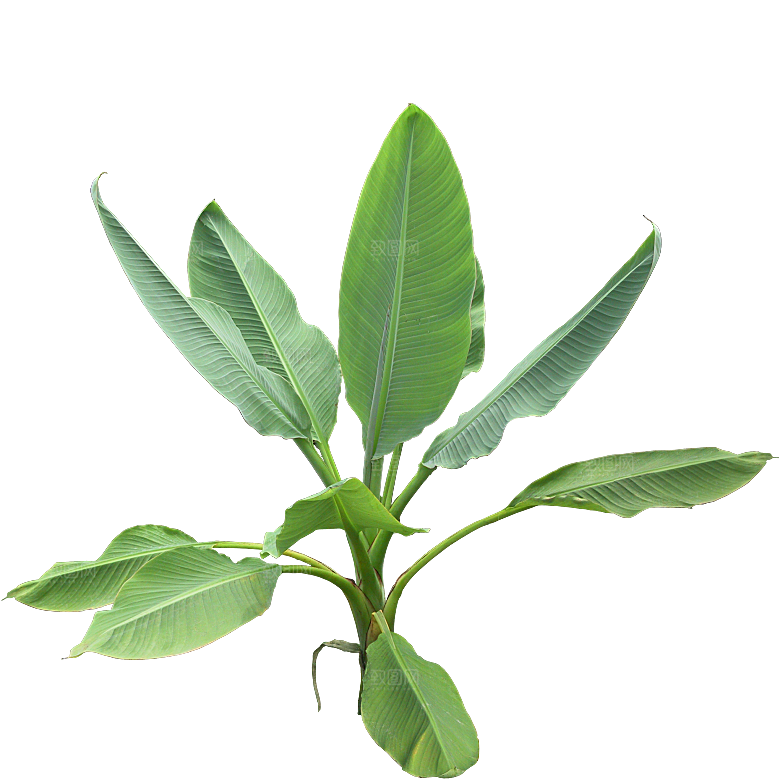 香蕉树木png素材
