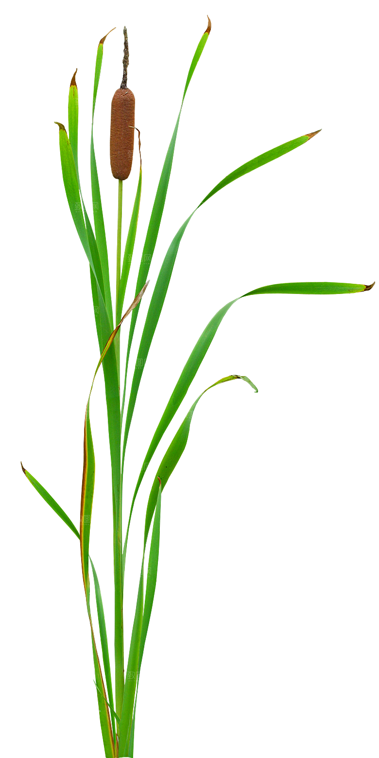 香蒲草植物png素材