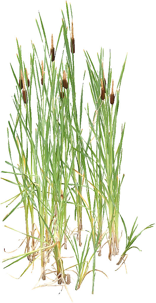 香蒲草植物png素材