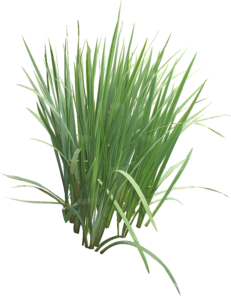 香蒲草植物png素材