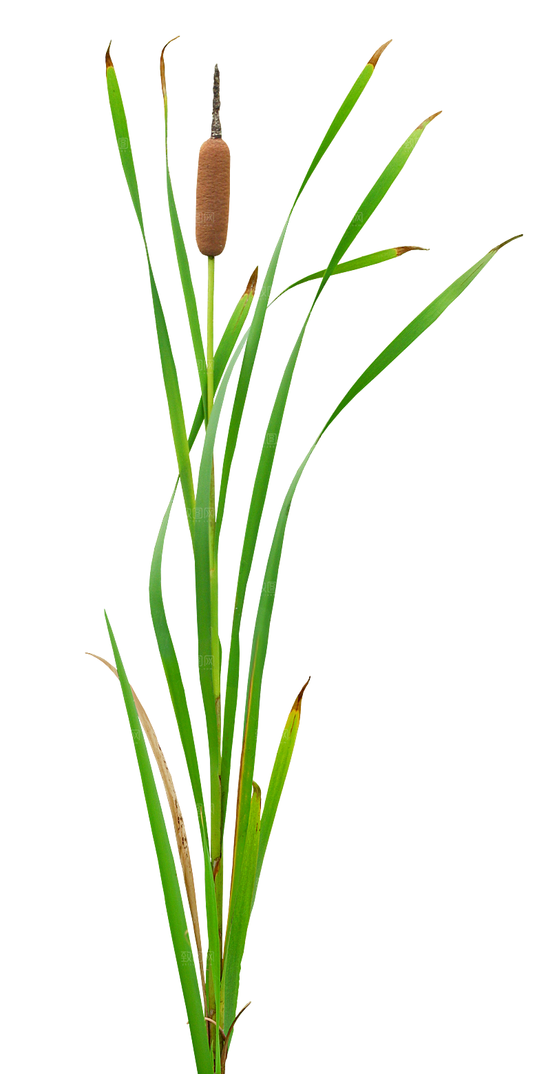 香蒲草植物png素材