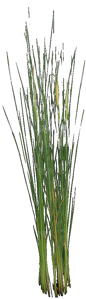 香蒲草植物png素材
