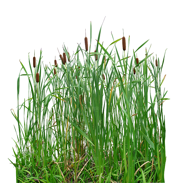 香蒲草植物png素材
