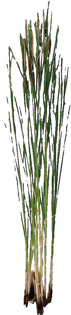 香蒲草植物png素材