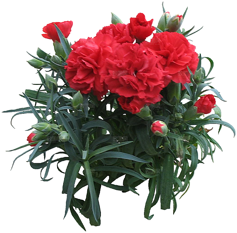 红色香石竹鲜花素材