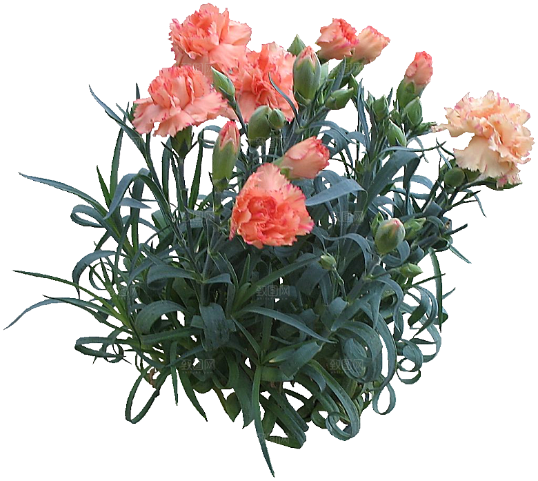 红色香石竹鲜花素材