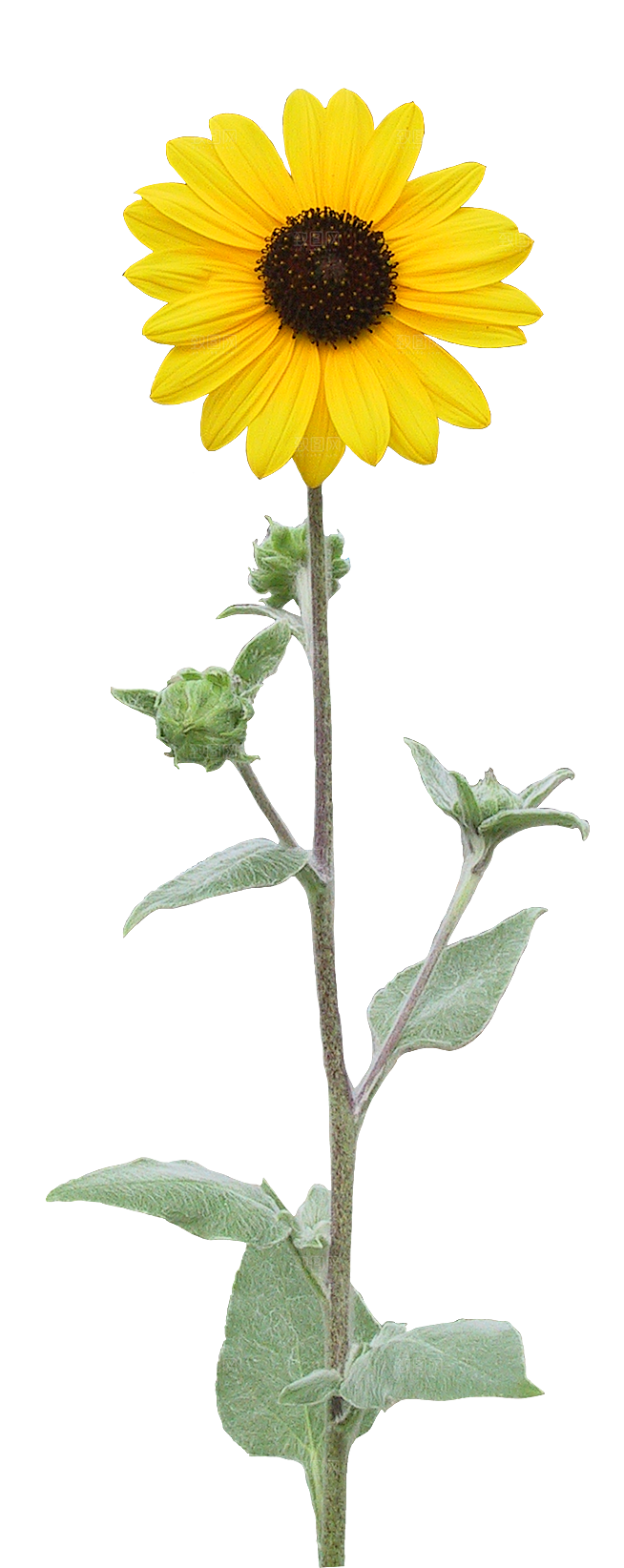 鲜花玫瑰花png素材