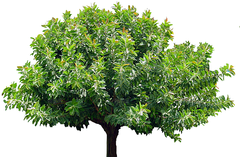 橡皮树植物png素材