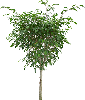 橡皮树植物png素材
