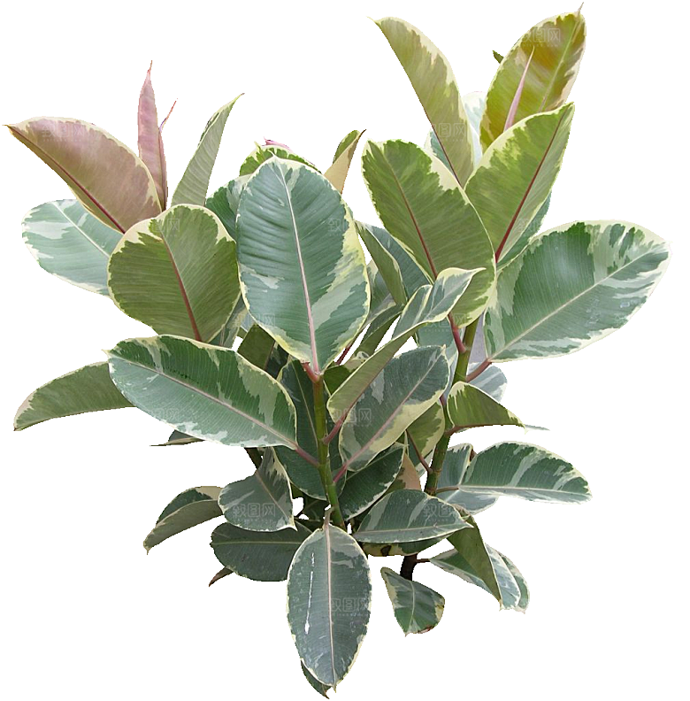 橡皮树植物png素材