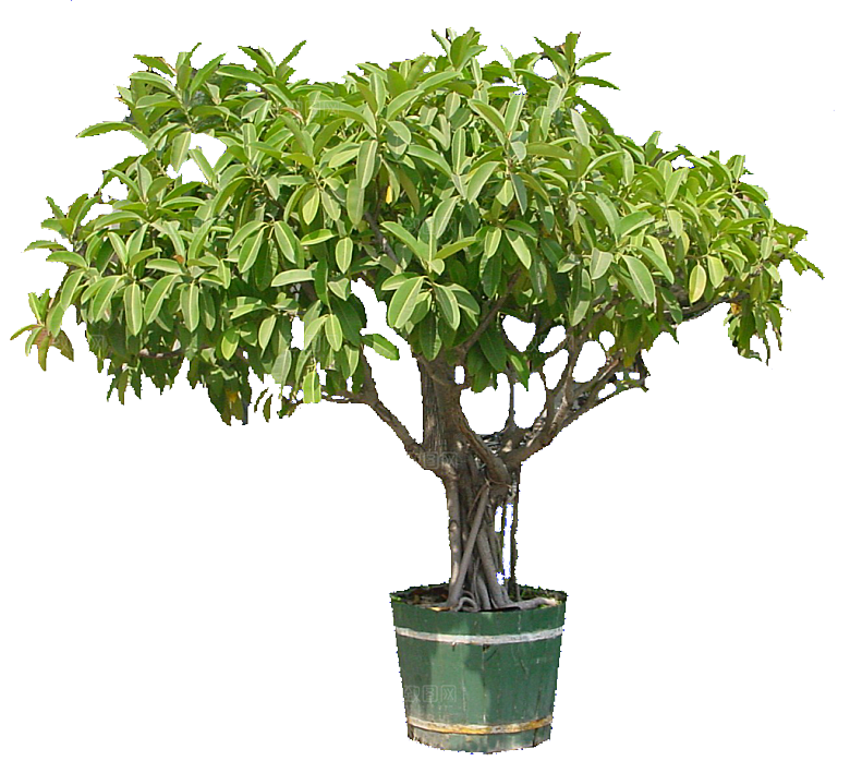 橡皮树植物png素材