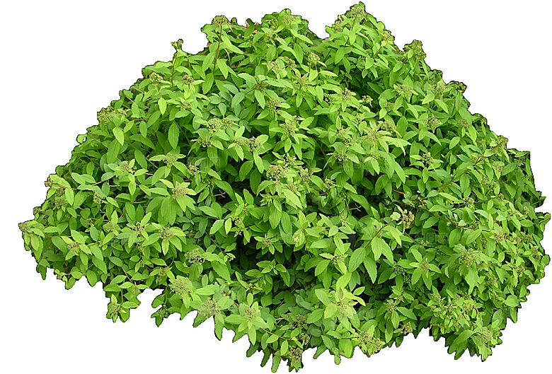 粉花绣线菊png素材