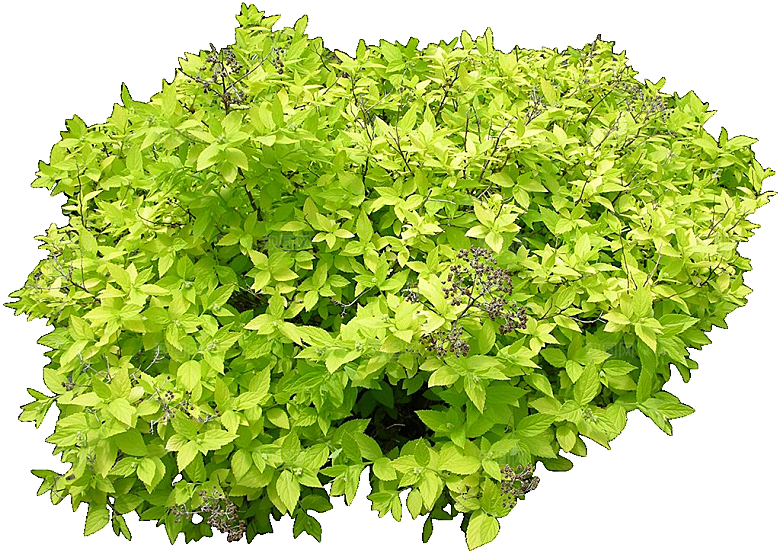 粉花绣线菊png素材