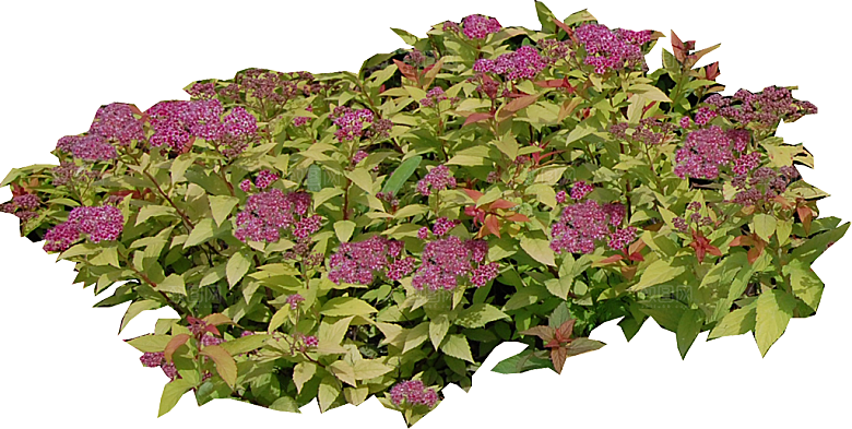 粉花绣线菊png素材