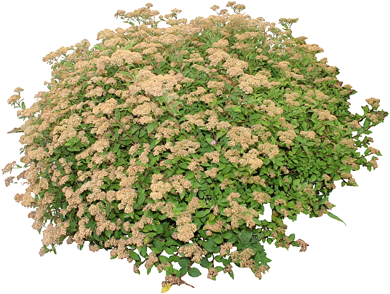 粉花绣线菊png素材
