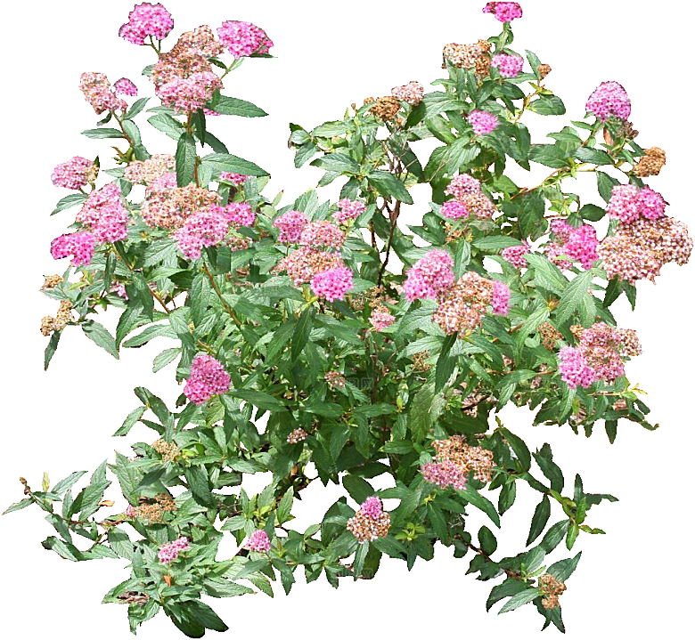 粉花绣线菊png素材