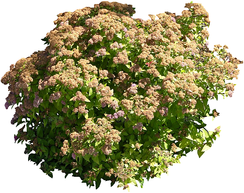 粉花绣线菊png素材