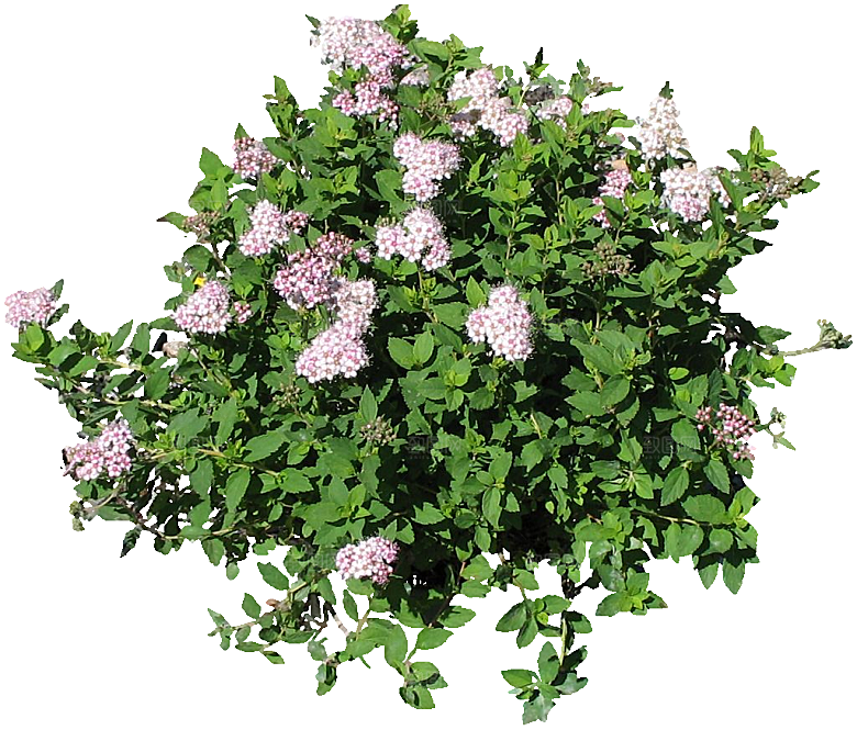 粉花绣线菊png素材