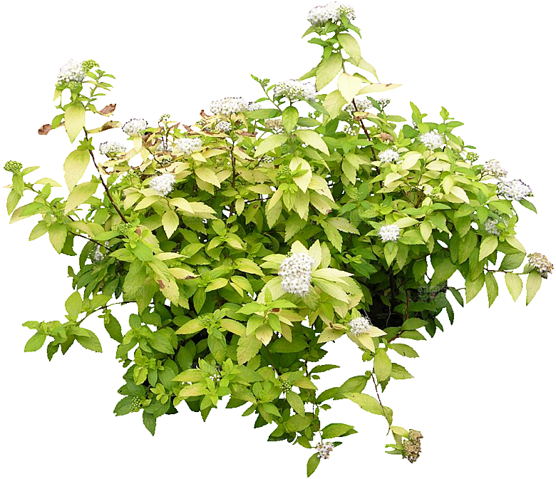 粉花绣线菊png素材