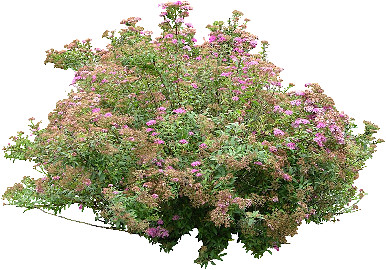 粉花绣线菊png素材