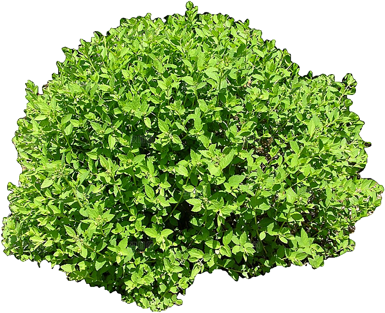 粉花绣线菊png素材