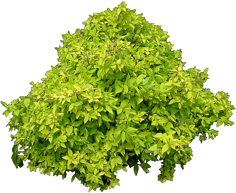 粉花绣线菊png素材