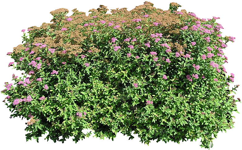 粉花绣线菊png素材