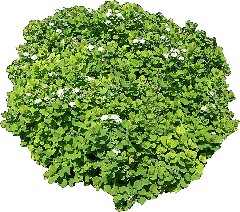 粉花绣线菊png素材