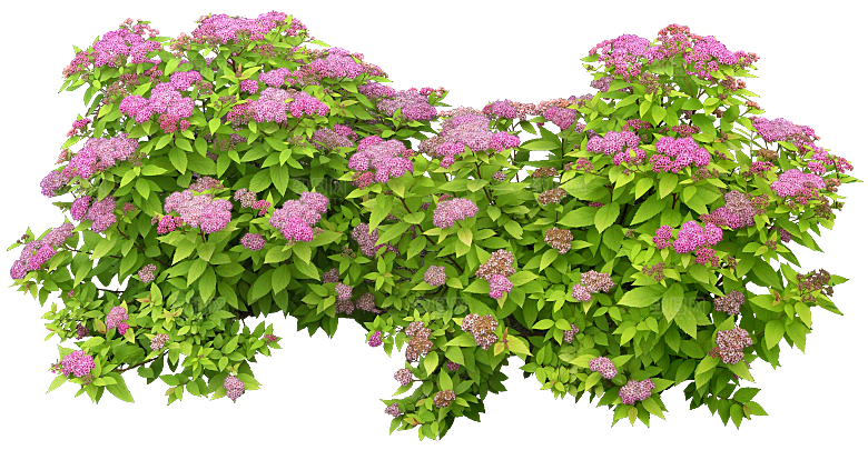 粉花绣线菊png素材