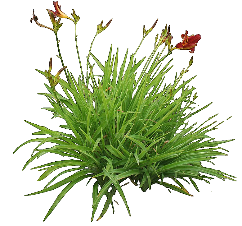 萱草花卉png素材