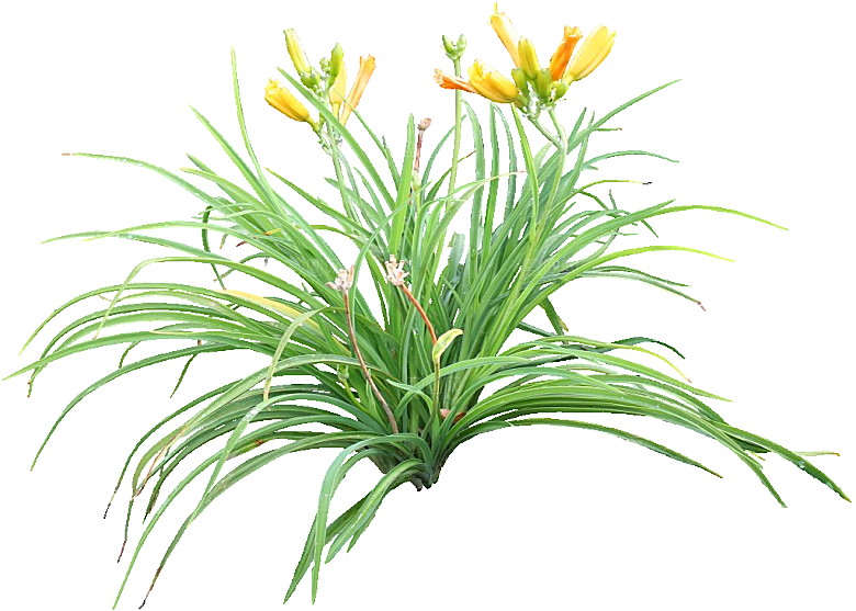 黄色萱草png素材