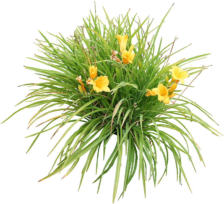 黄色萱草png素材
