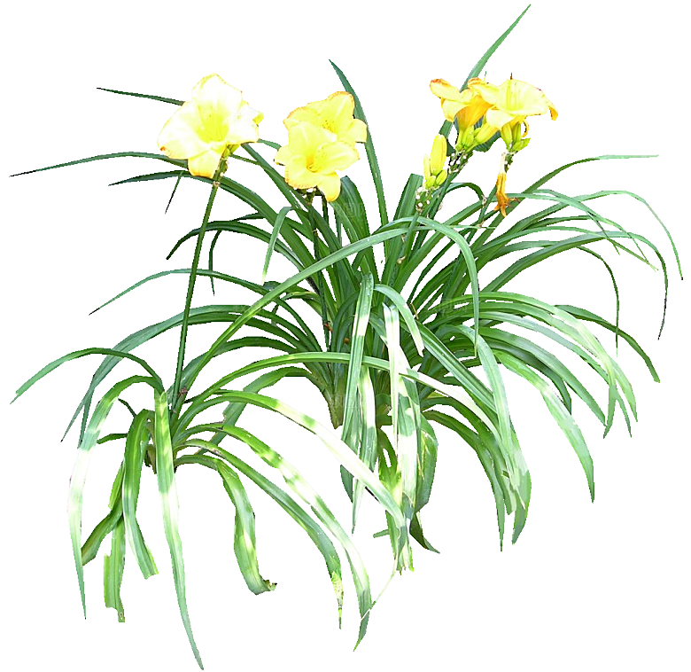 黄色萱草png素材