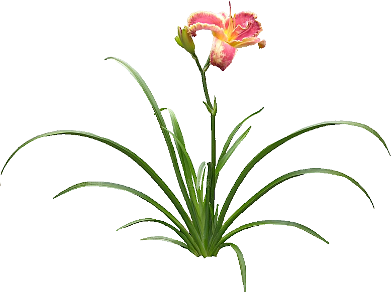 黄色萱草png素材