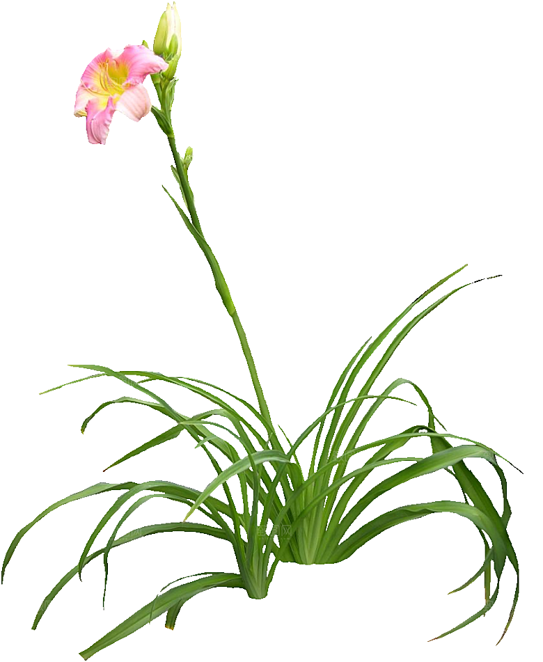 黄色萱草png素材