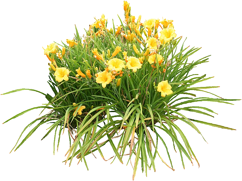 黄色萱草png素材