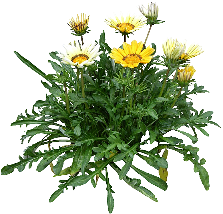 黄色勋章菊png素材