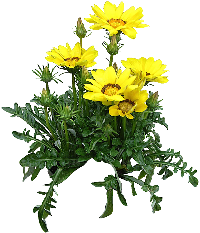 黄色勋章菊png素材
