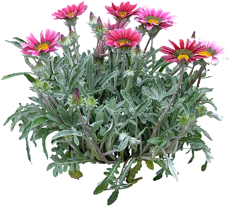 黄色勋章菊png素材