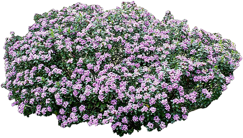芫花花枝png素材