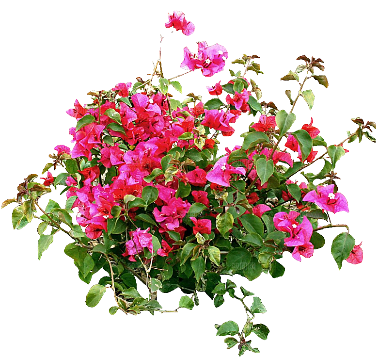 粉红色叶子花png素材