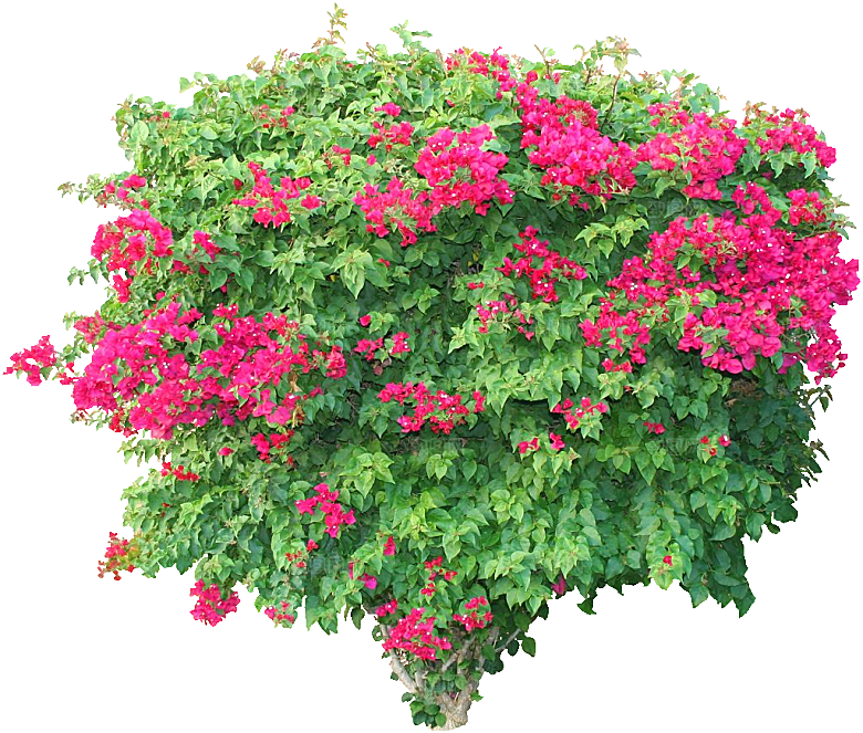 粉红色叶子花png素材