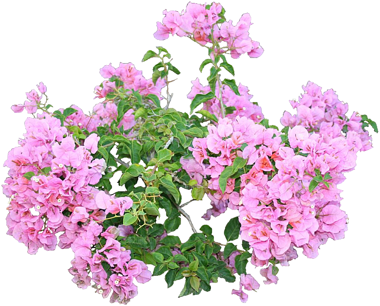 粉红色叶子花png素材