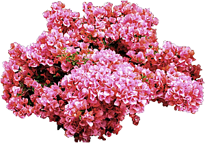 粉红色叶子花png素材