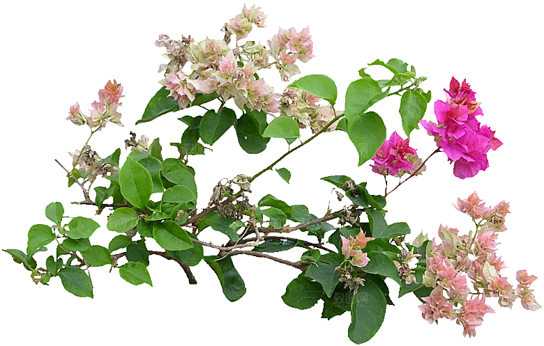 粉红色叶子花png素材