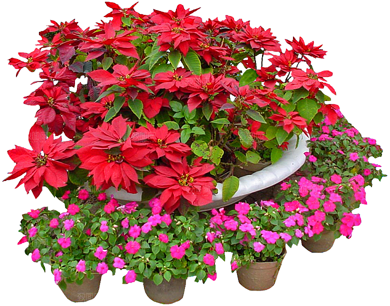 一品红鲜花png素材