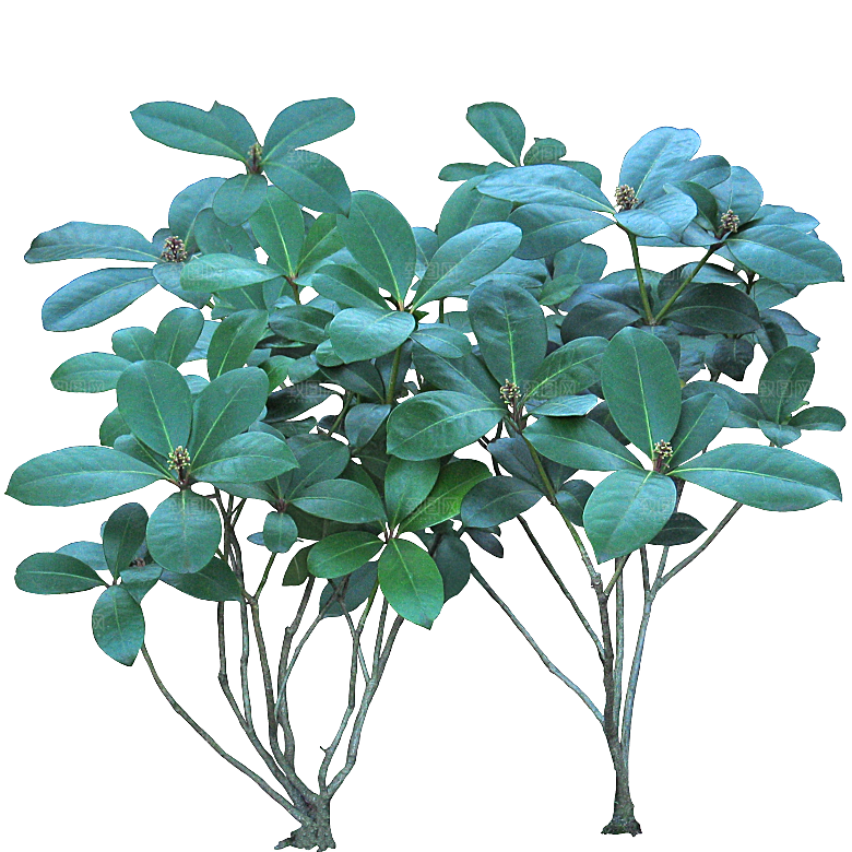 茵芋png元素素材