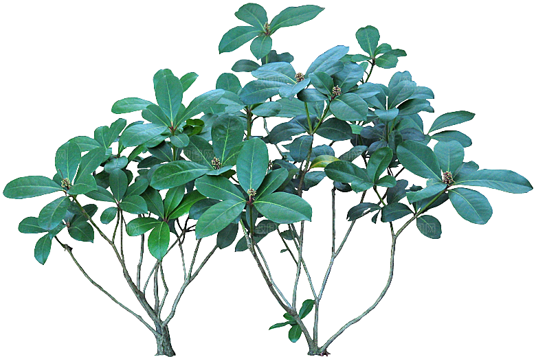 茵芋png元素素材